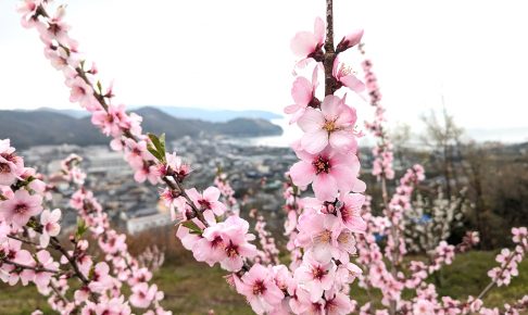 井上誠耕園杏花盛開！