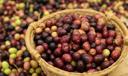 井上誠耕園的橄欖採收